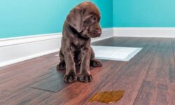 Como limpiar el pipí de perro